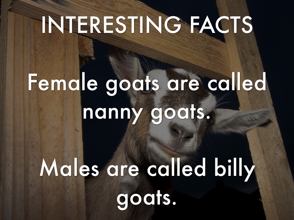 Goats By Dori Skaggs