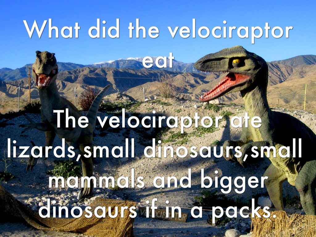 Velociraptor by jacwil5644