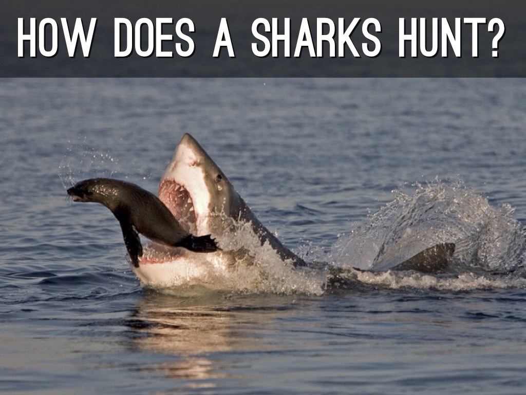 How Does A Shark Hunt?