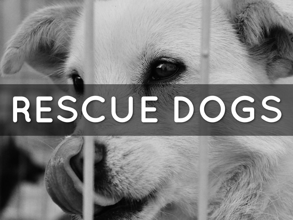 Rescue Dog by Carol Mayo