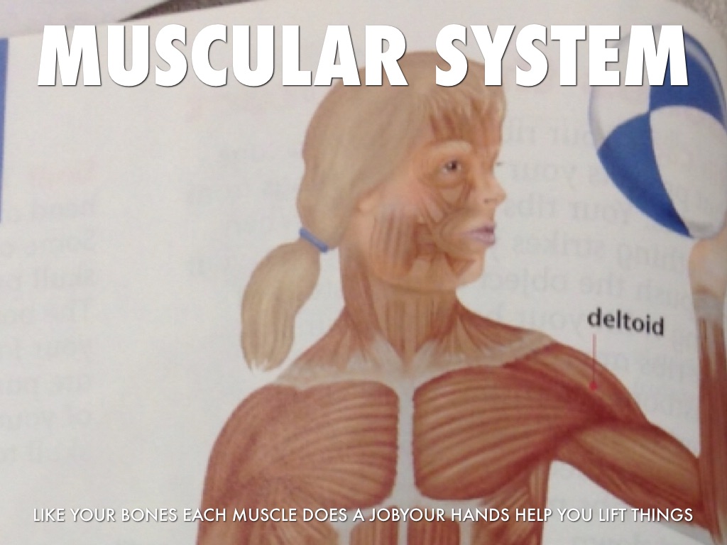 Muscular System 