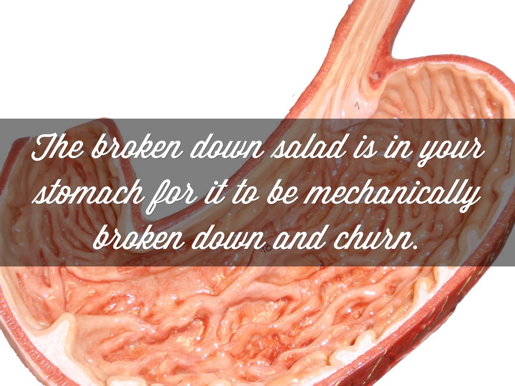 Digestive by Samantha Torrez