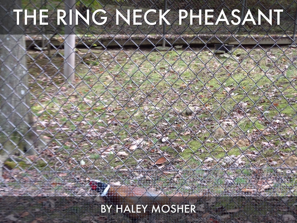 Ring Neck Pheasant 