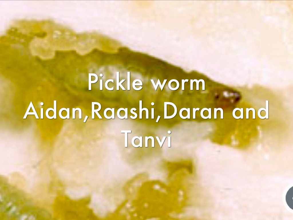 Pickle Worm by Amber Jones