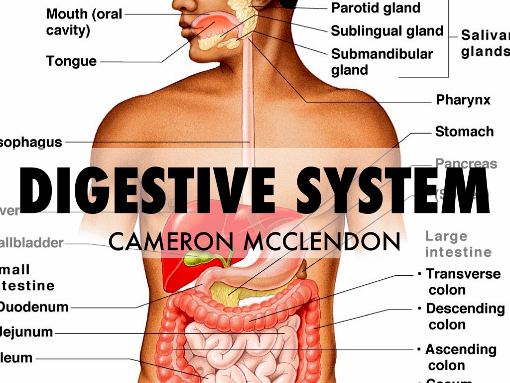 Brochure for Digestive System