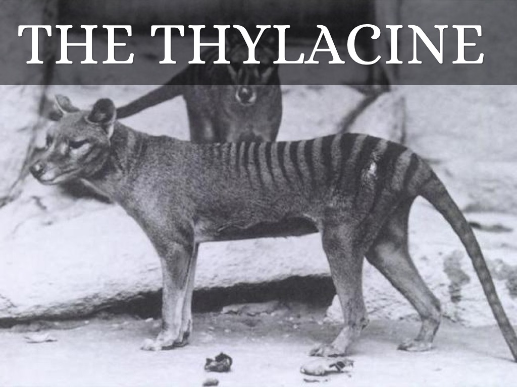 The Thylacine 