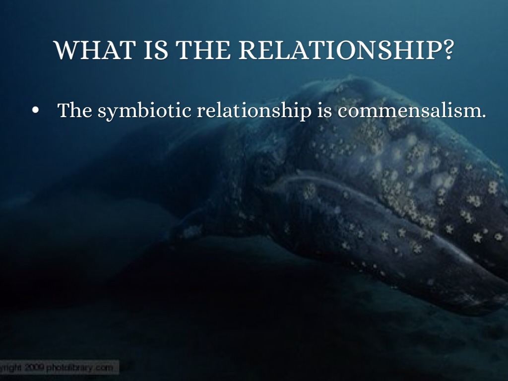Symbiotic Relationships Project 