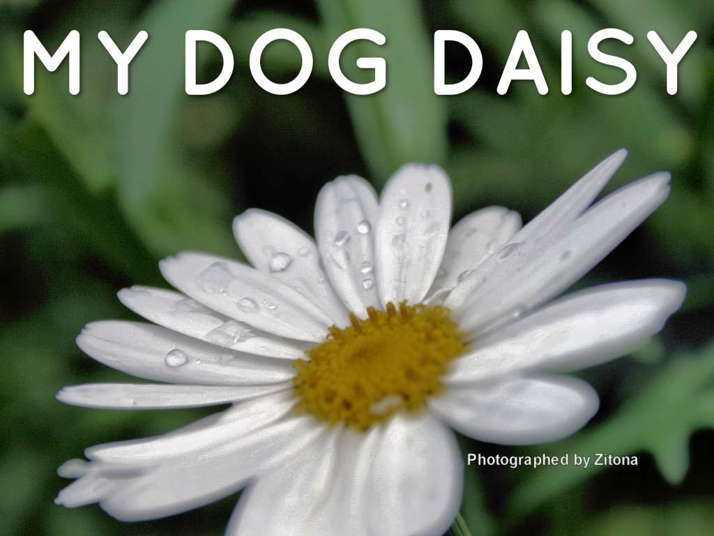My Dog Daisy