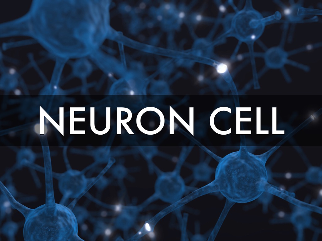 Neurone Cell