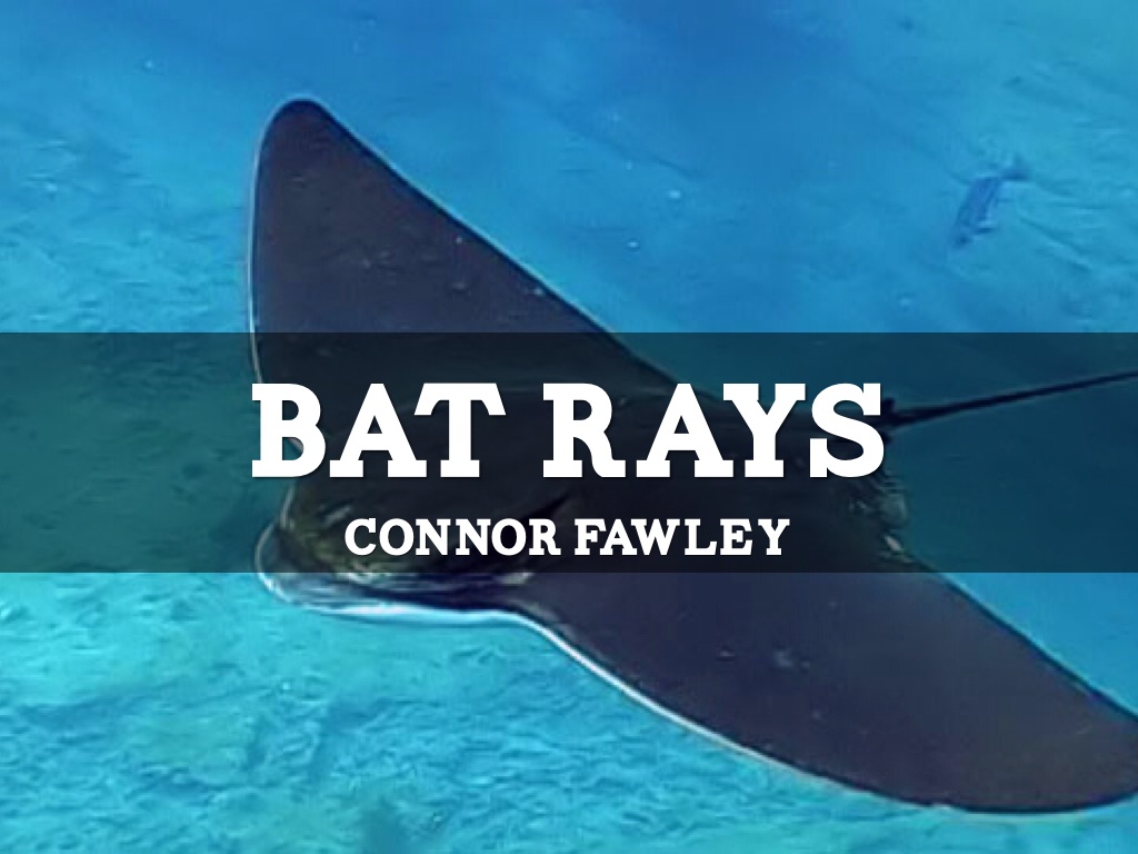 Bat rays
