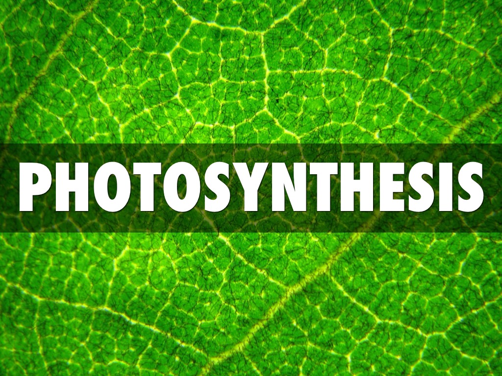 Photosynthesis And Cellular Respiration