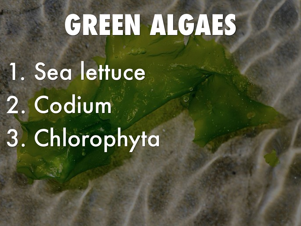 Algae by Makenzi Harris