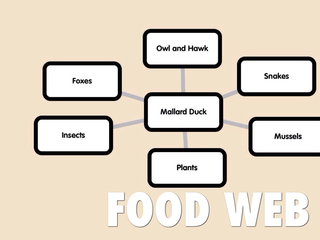 Lake And Pond by Sydney Lundell