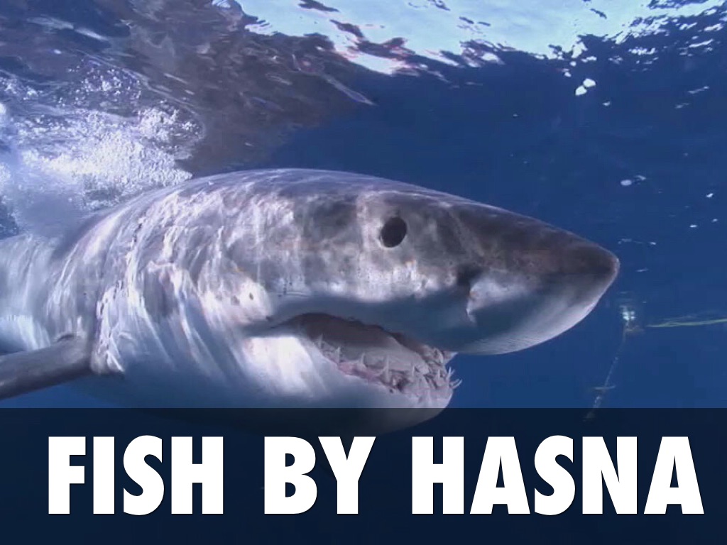 Fish By Hasna