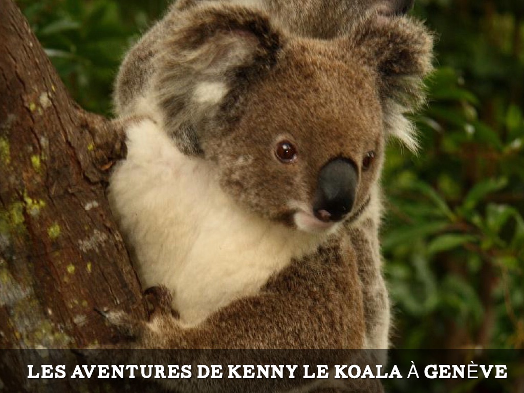 Kenny Le Koala 