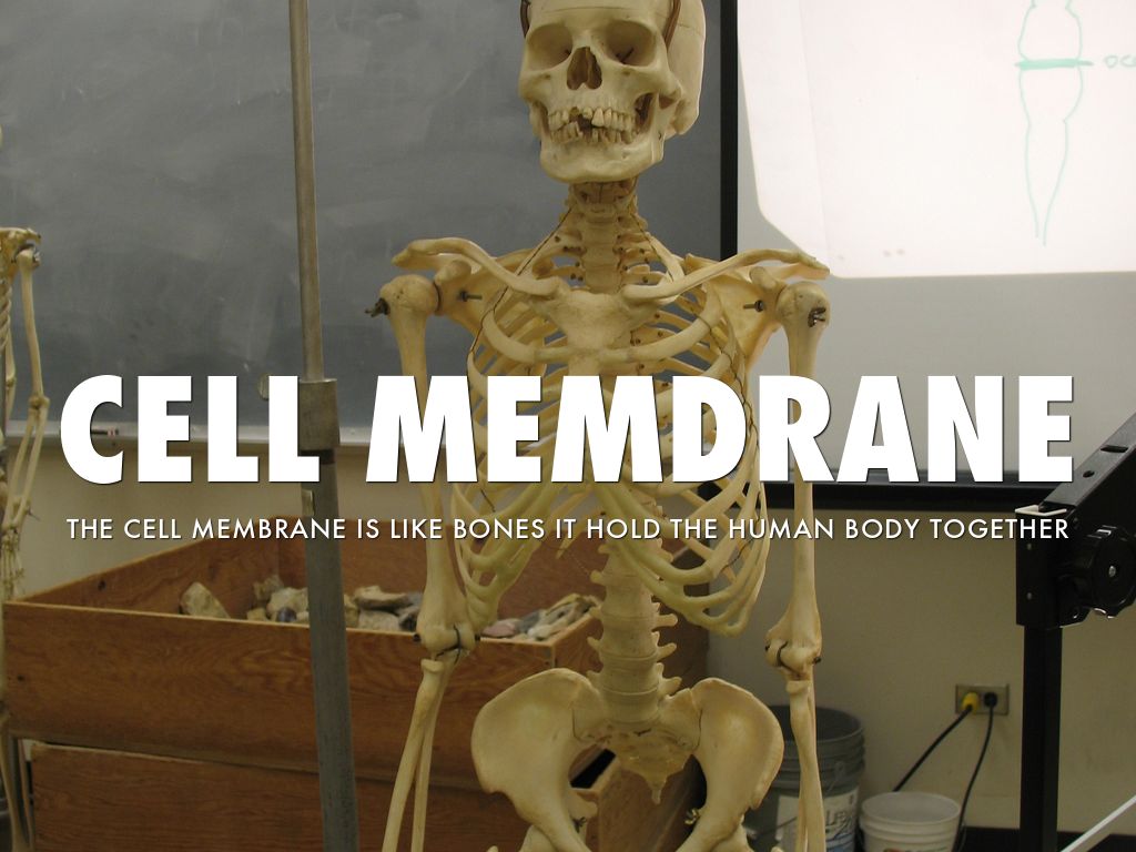 Cell Membrane