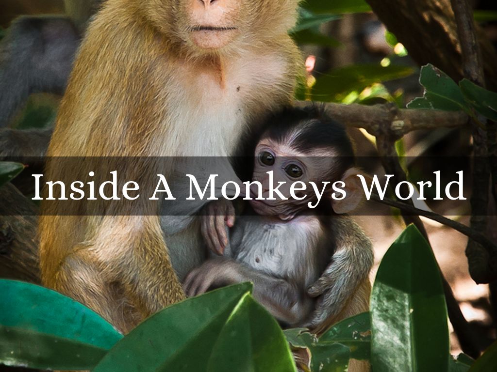 Inside A Monkeys World