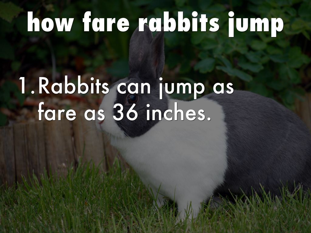 RABBITS by WE Library