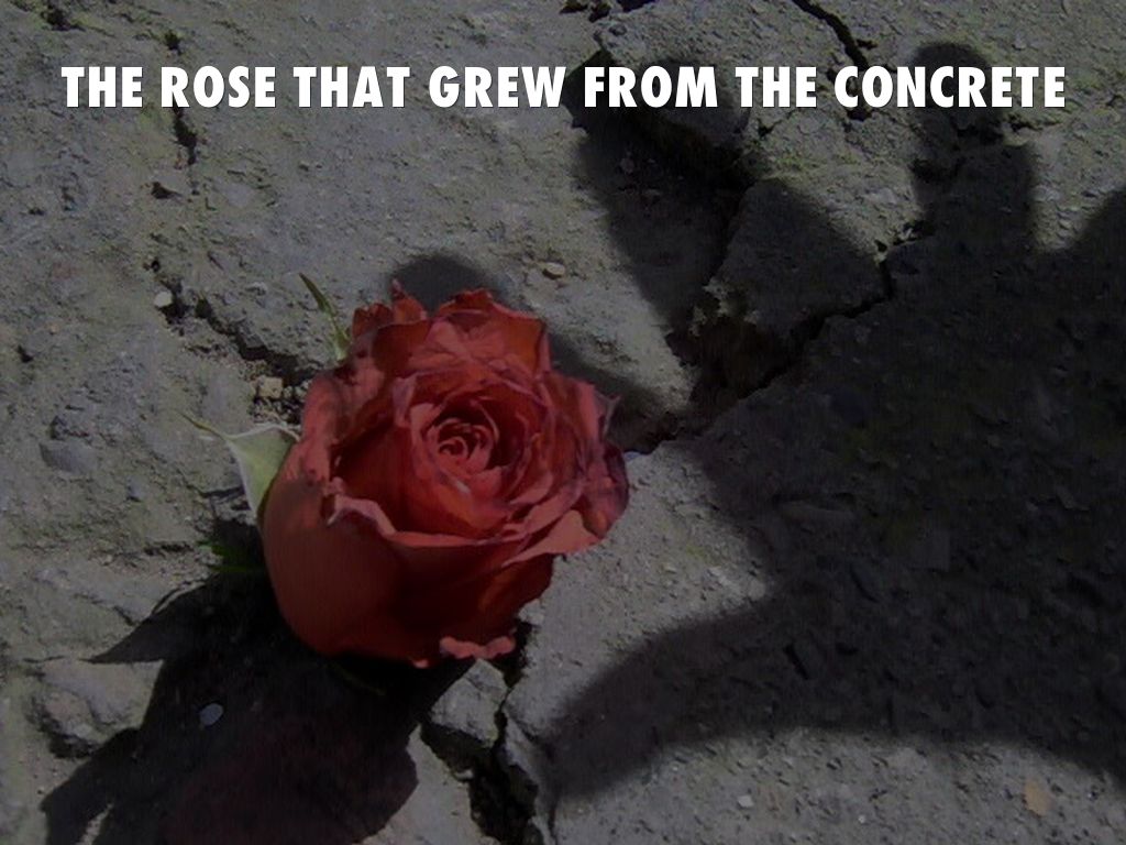 What Is The Rose That Grew From Concrete About