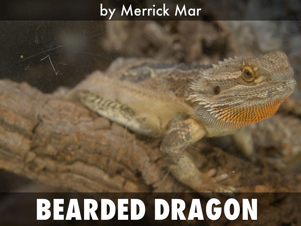 Bearded Dragon