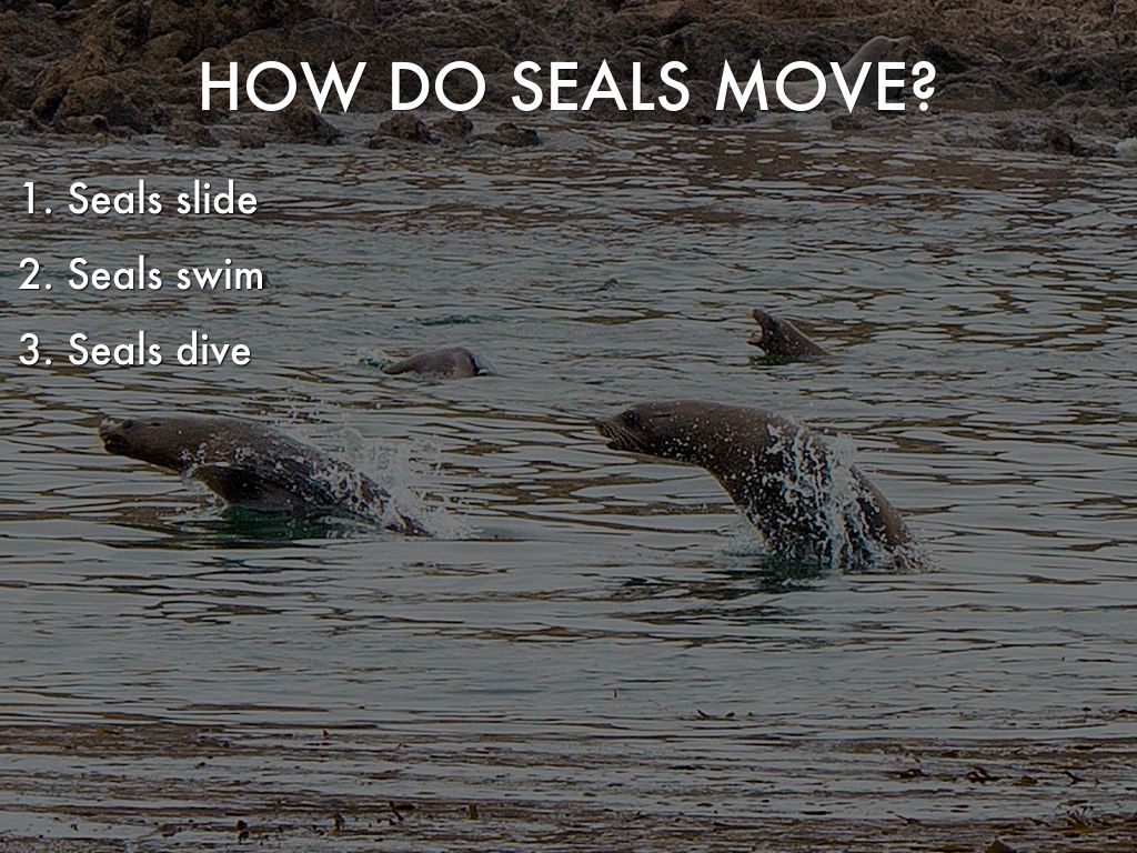 Seals by Johnna Simmons