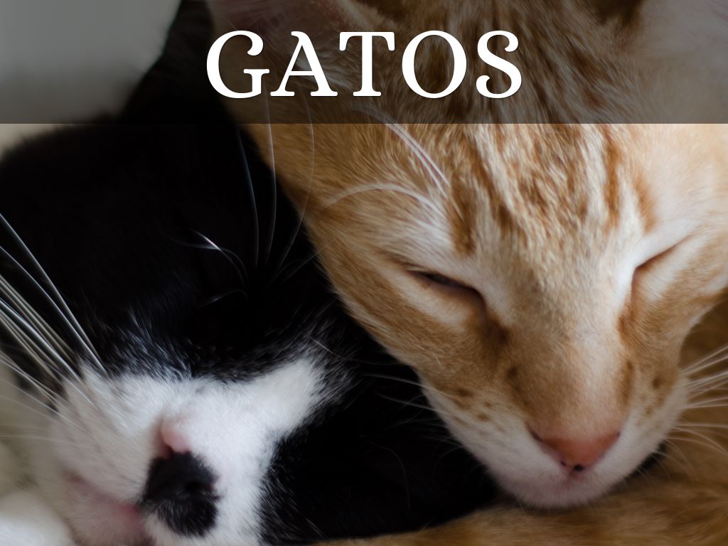 GATOS