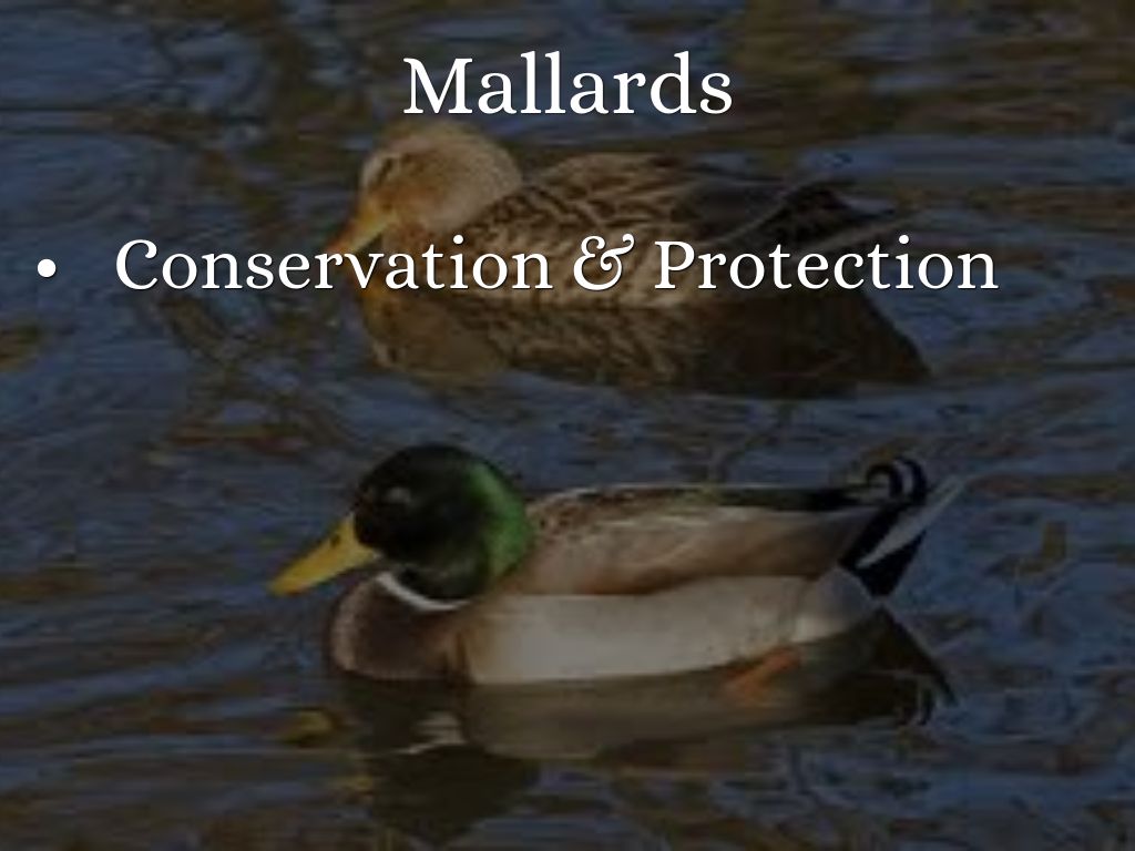 Mallards protection and conservation