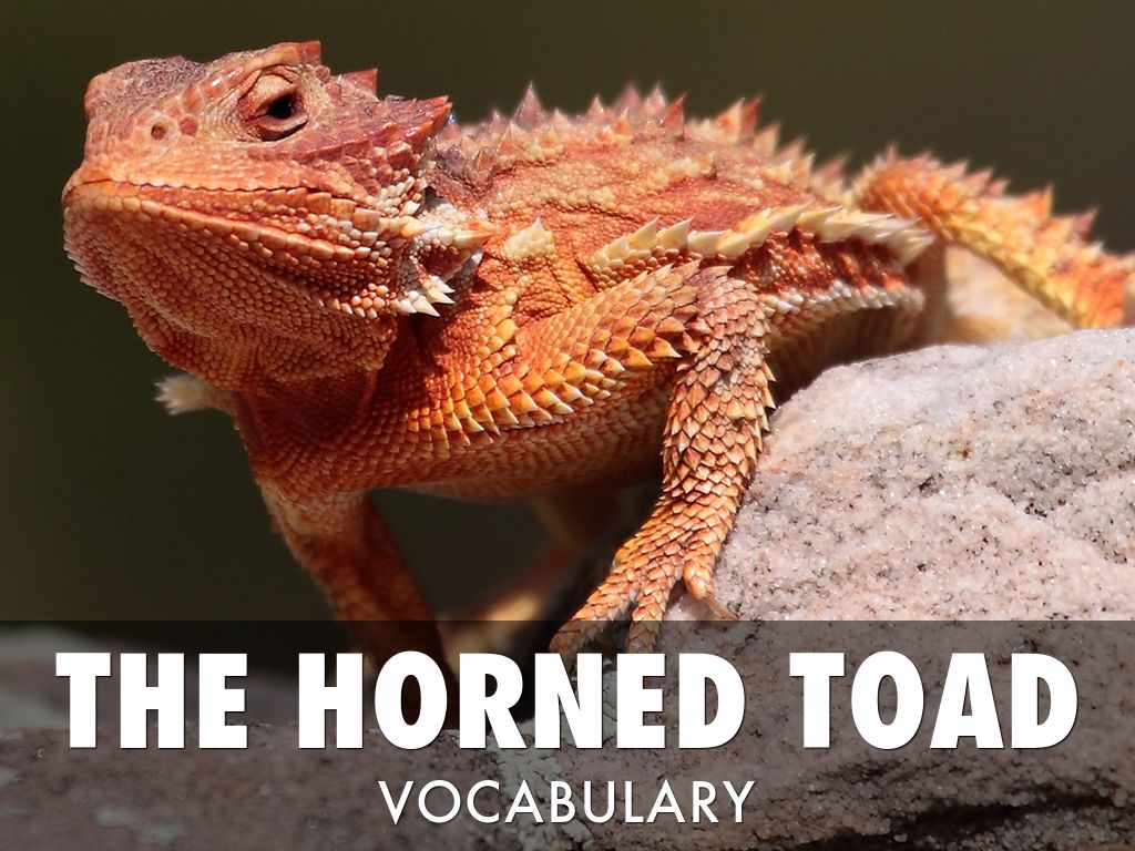 The Horned Toad Vocabulary