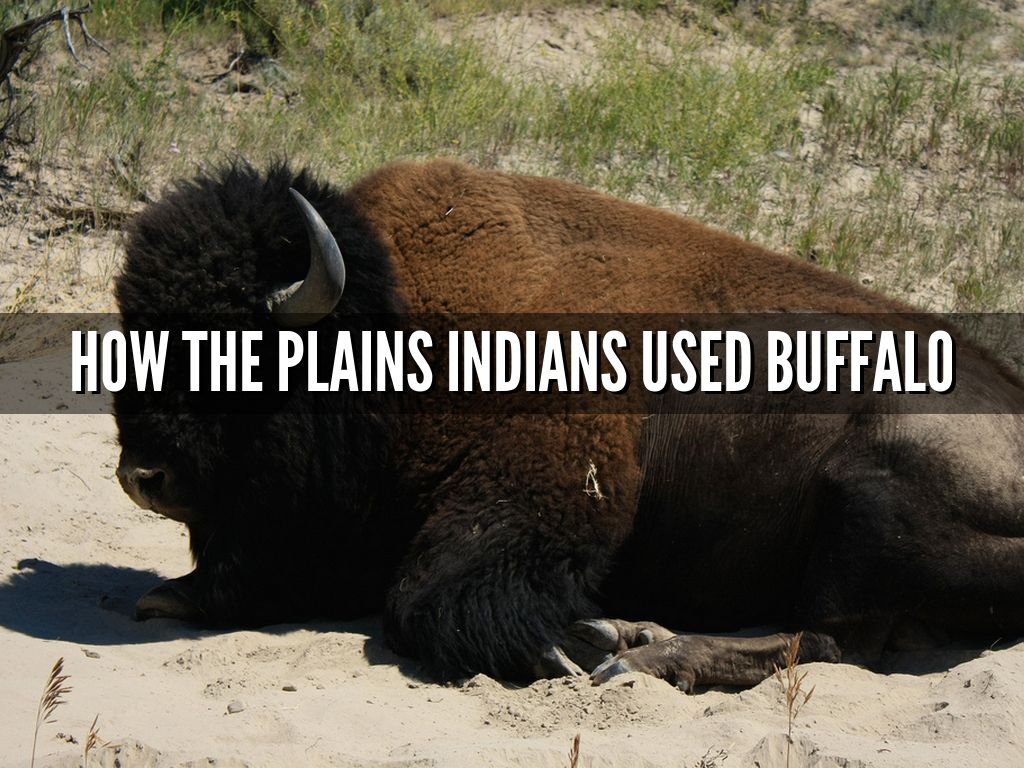 How The Plains Indians Used Buffalo