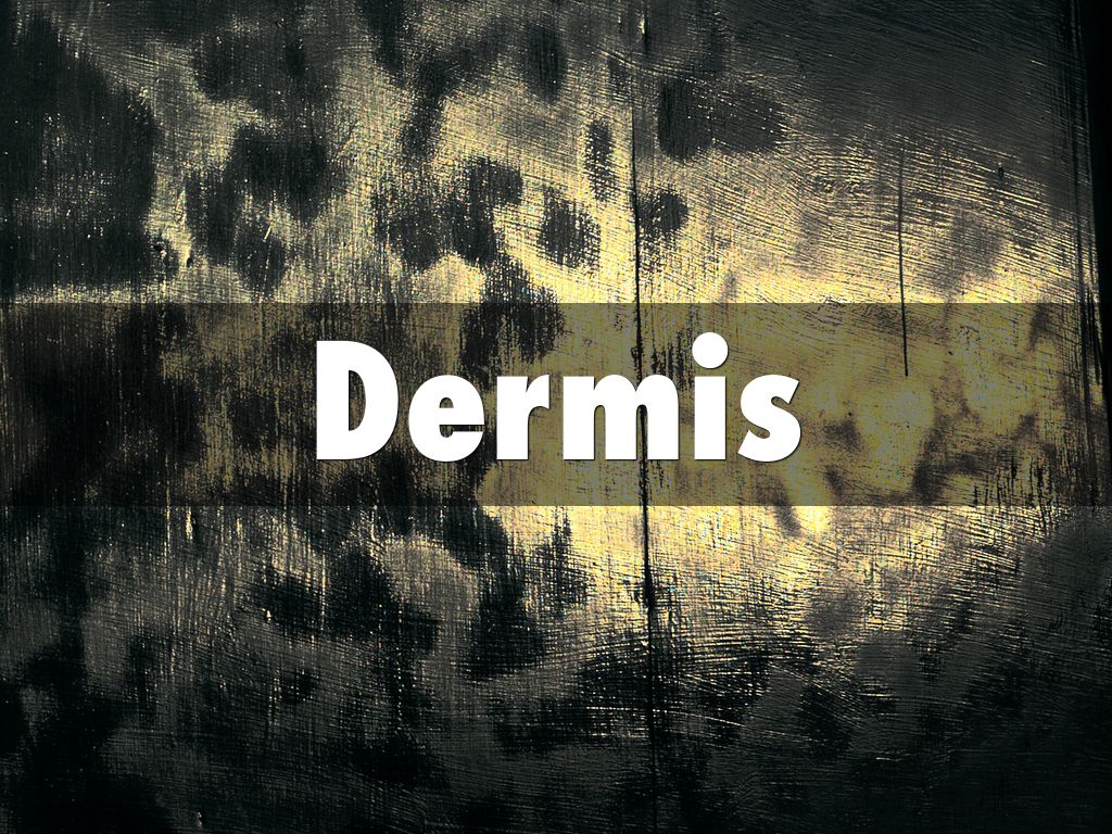 Dermis