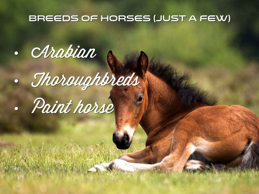 Most popular horse breeds in America by tplomeg