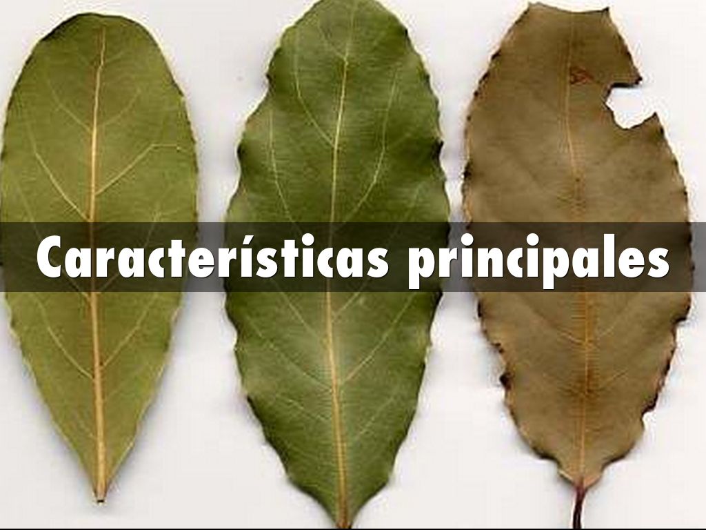 El Laurel by luciaruizlrs