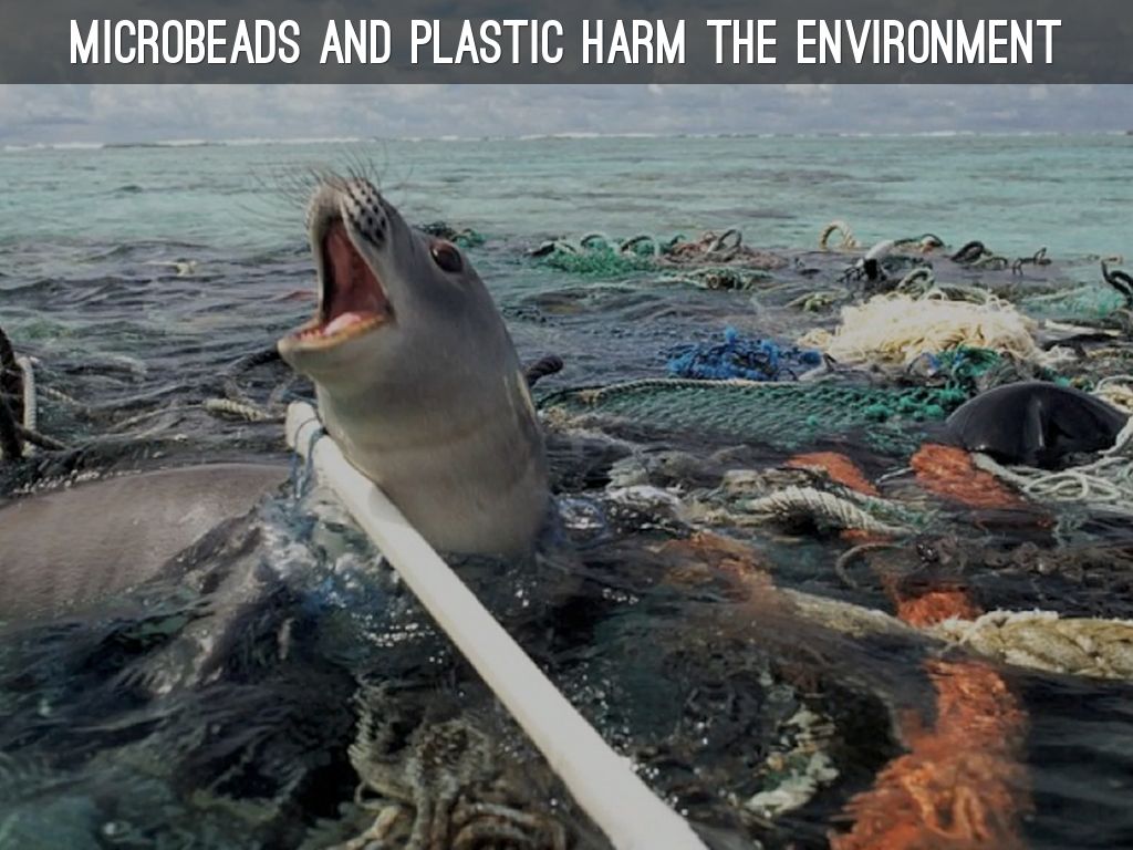 Microbeads are hurting the environment Microbeads are hurting the environment