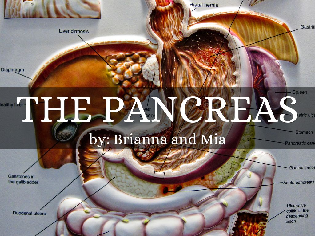 The pancreas