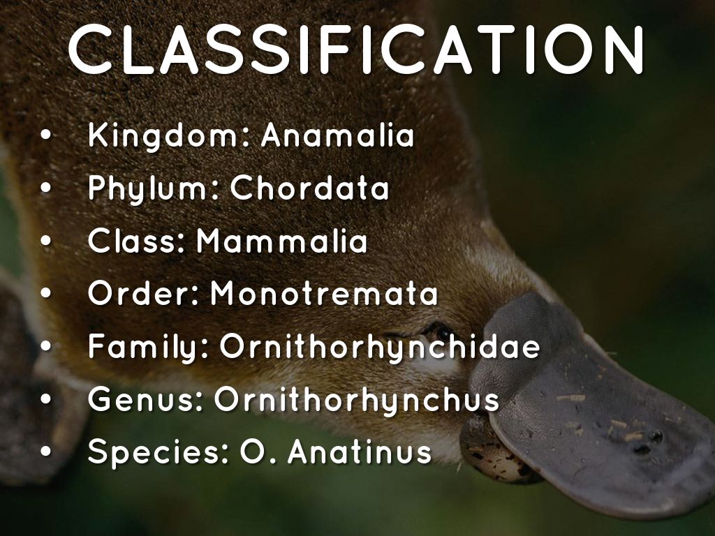 Platypus by Savannah Spencer