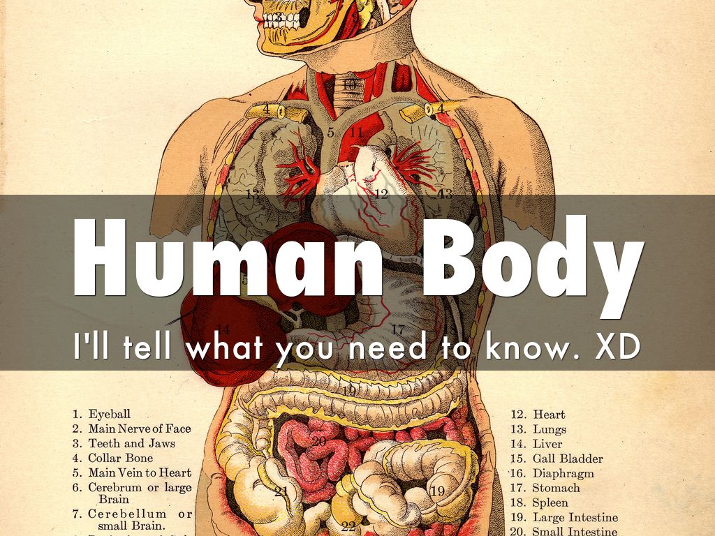 Human Body