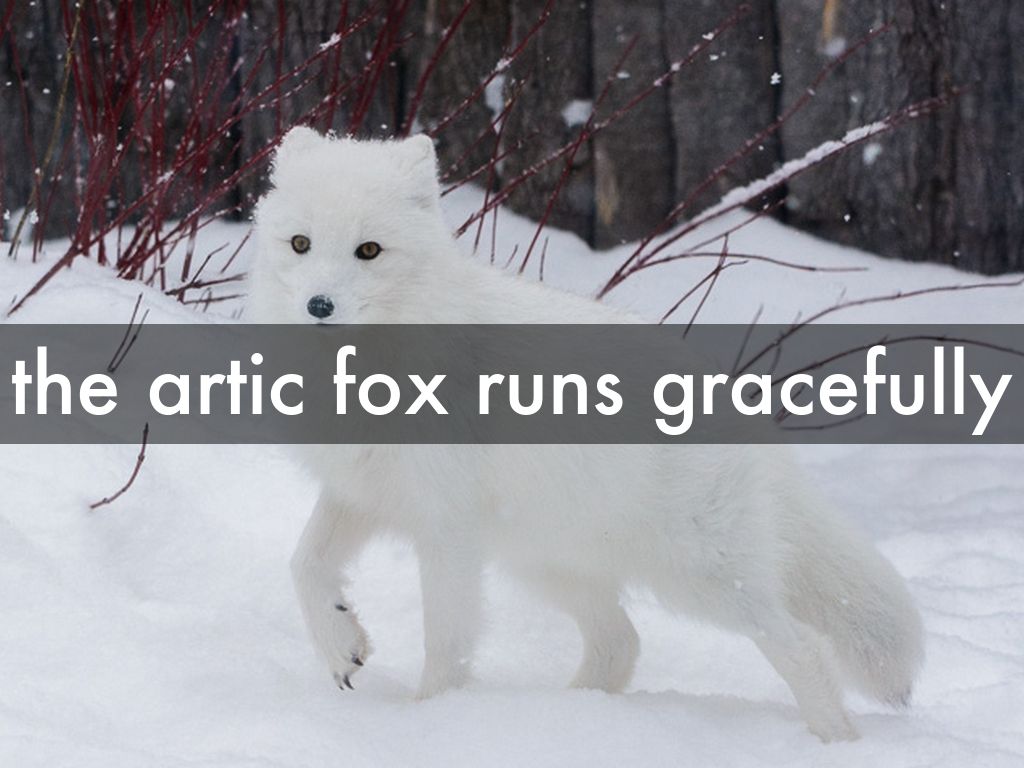 the artic fox runs gracefully