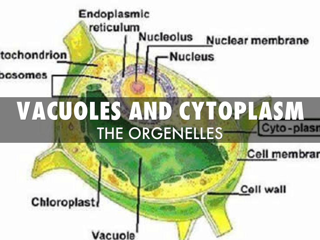 Vacuoles And Cytoplasm