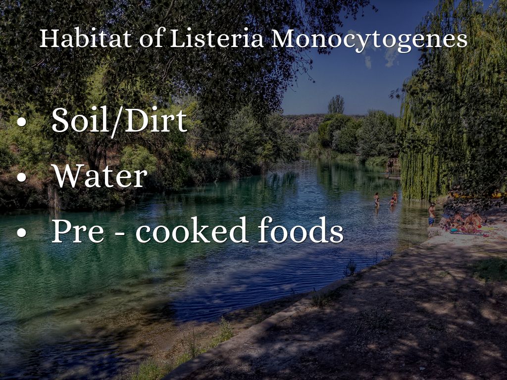 Kingdom Monera by oscaryik