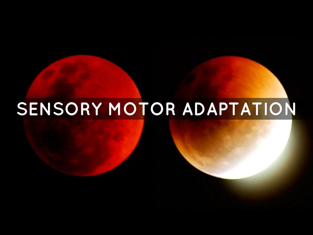 Sensory MOtor Adaption