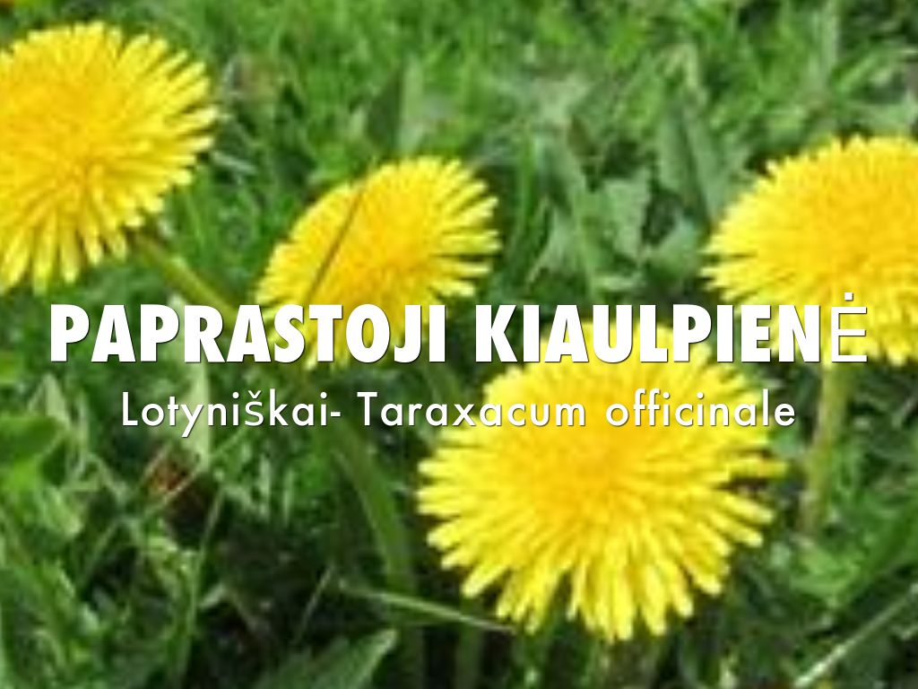 Paparastoji kiaulpienė Lotyniškas pavadinimas