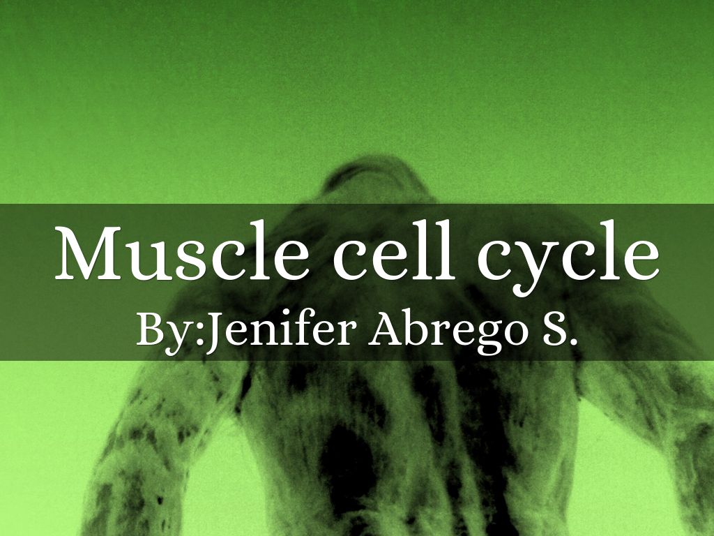 Muscle cell cycle