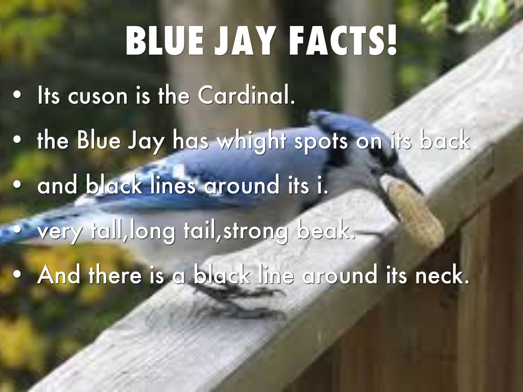 Blue Jay Facts By Heathermarie1182