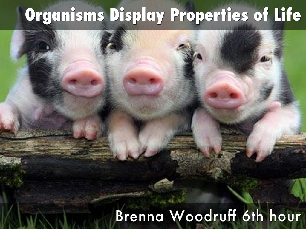 Organisms Display Properties of Life