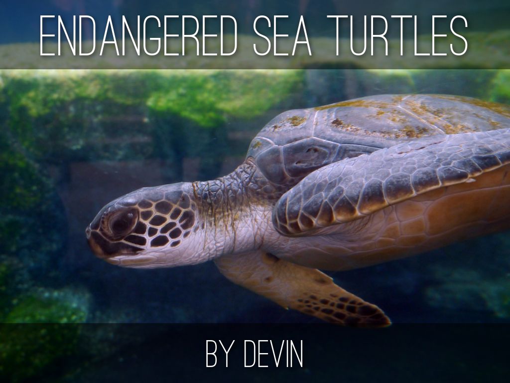 Endangered Sea Turtles