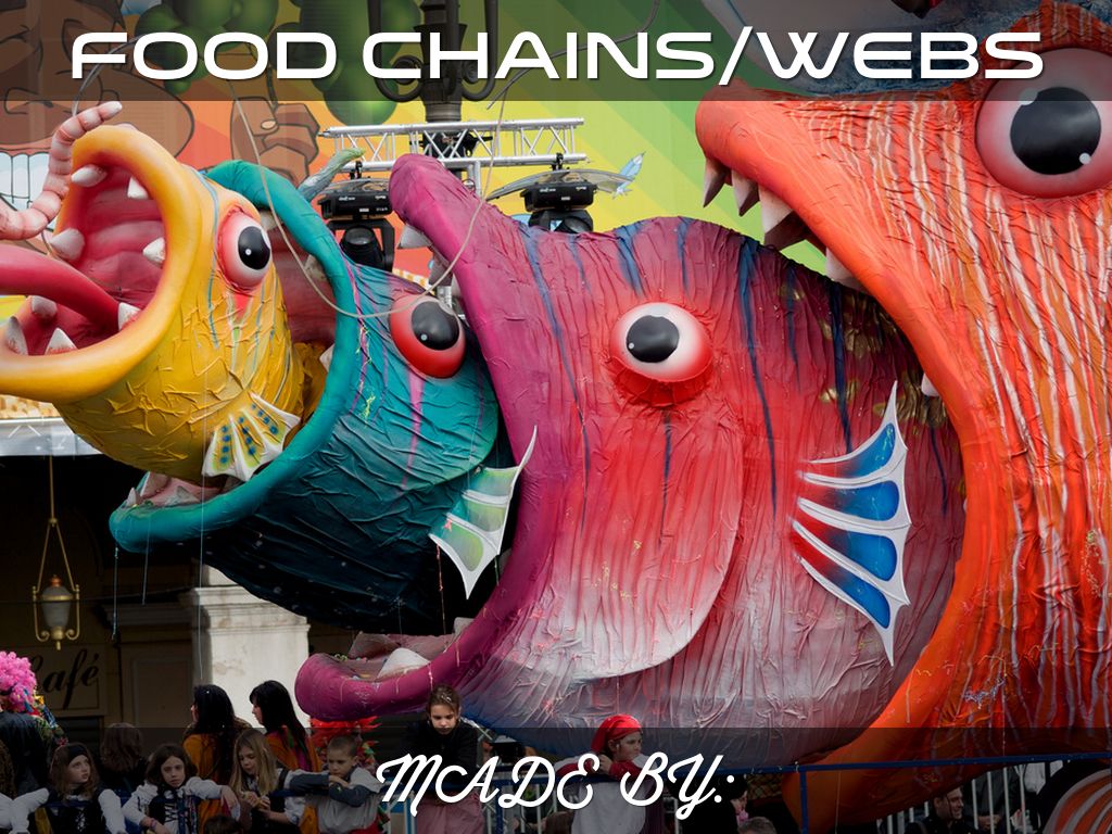 Food Chains/Webs