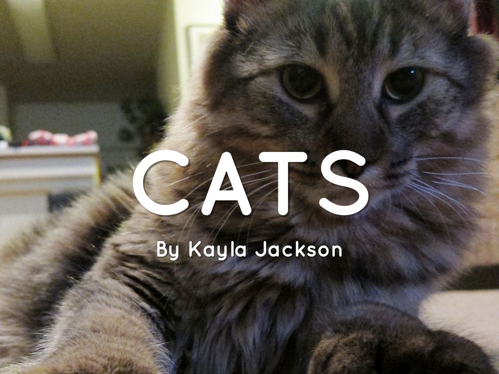 Cats