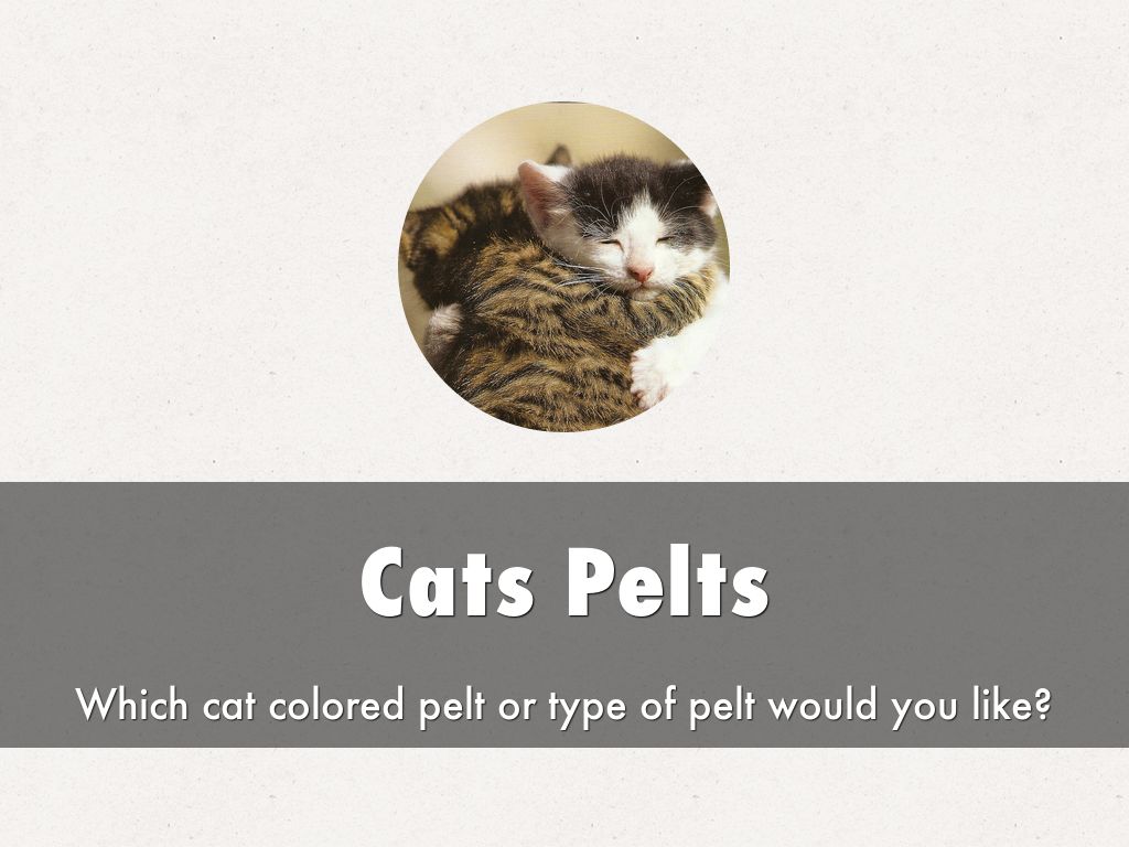 Cats Pelts