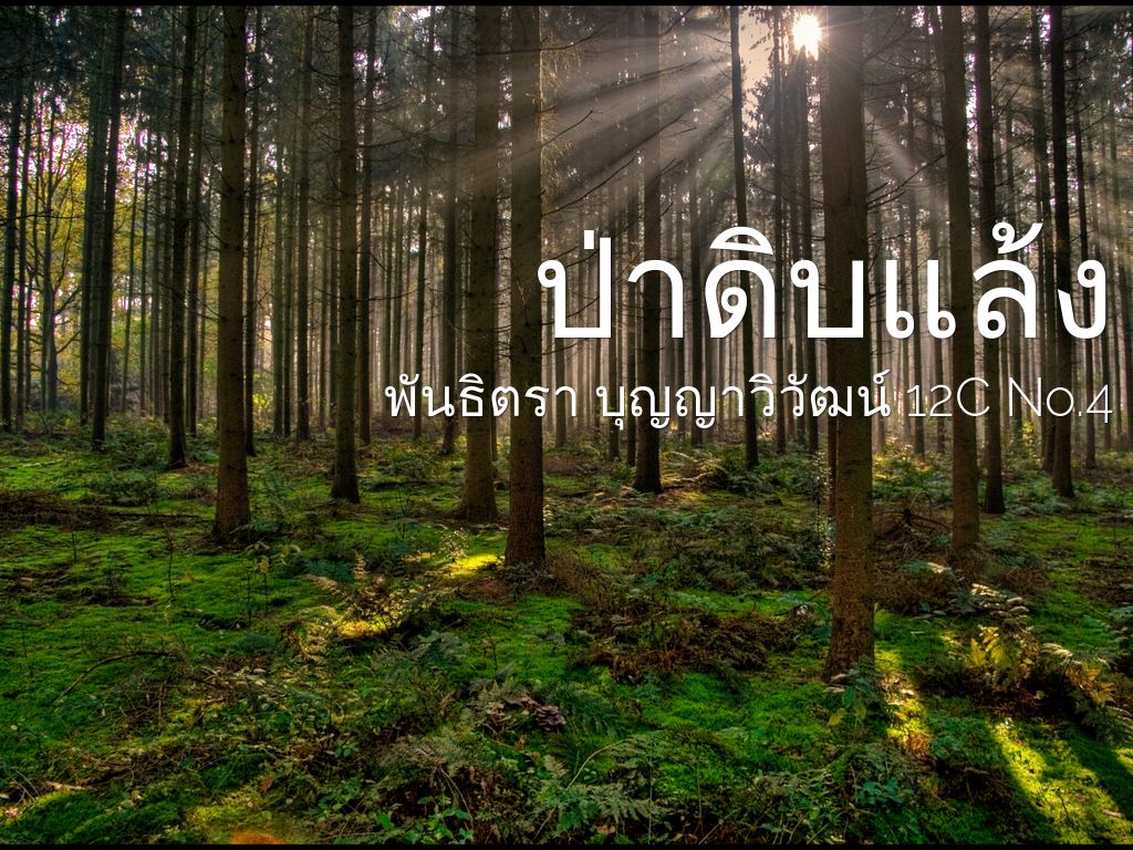 ป่าดิบแล้ง