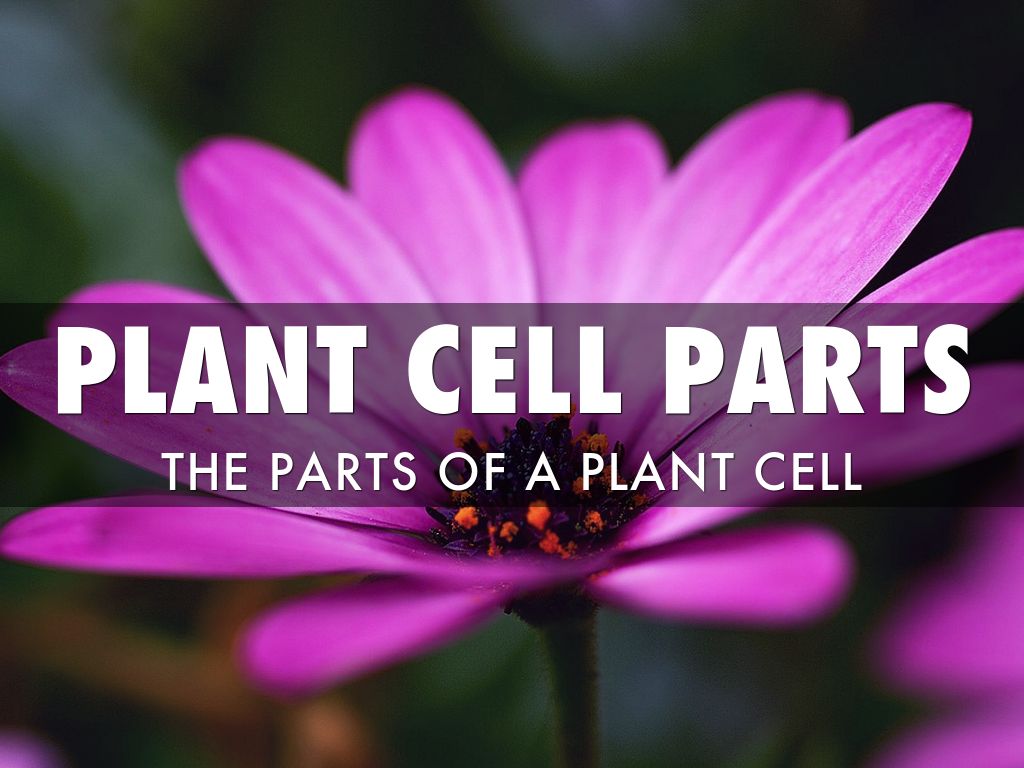 Plant Cells